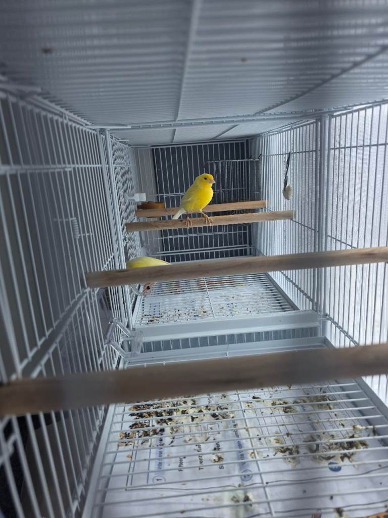 Canaries - waterslagger