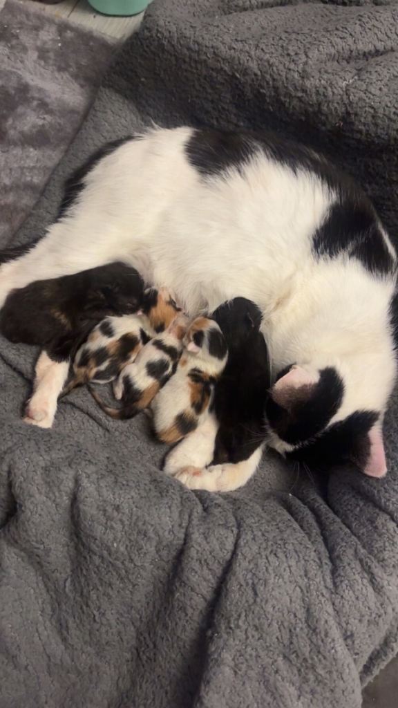 Kittens for sale Ready for new homes now 