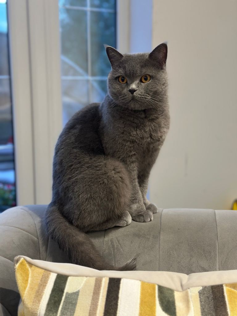 Female British short hair for sale 