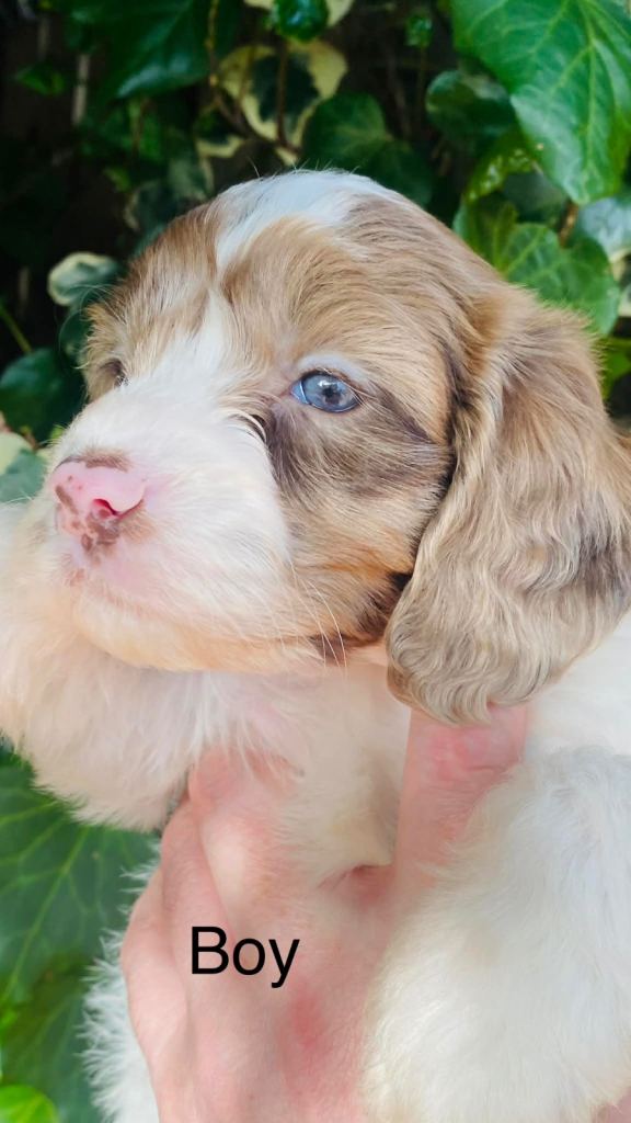  💕Sprockerpoo pups💕puppies💕