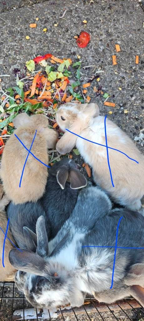 *LAST 3* French lop mix breed Baby bunny- approx 12 weeks