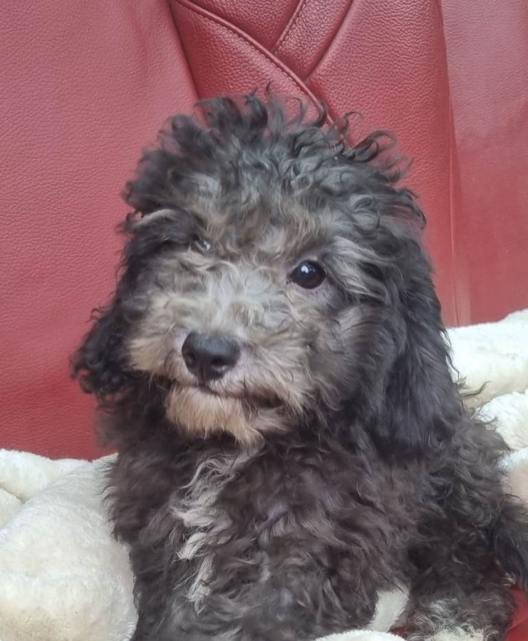 cockapoo higher poodle mix lots of curls