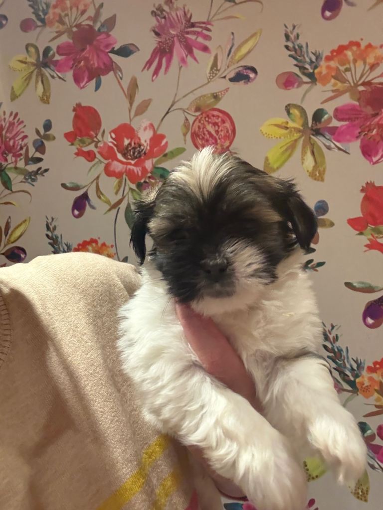 Lhasa pups , 2 boys available 