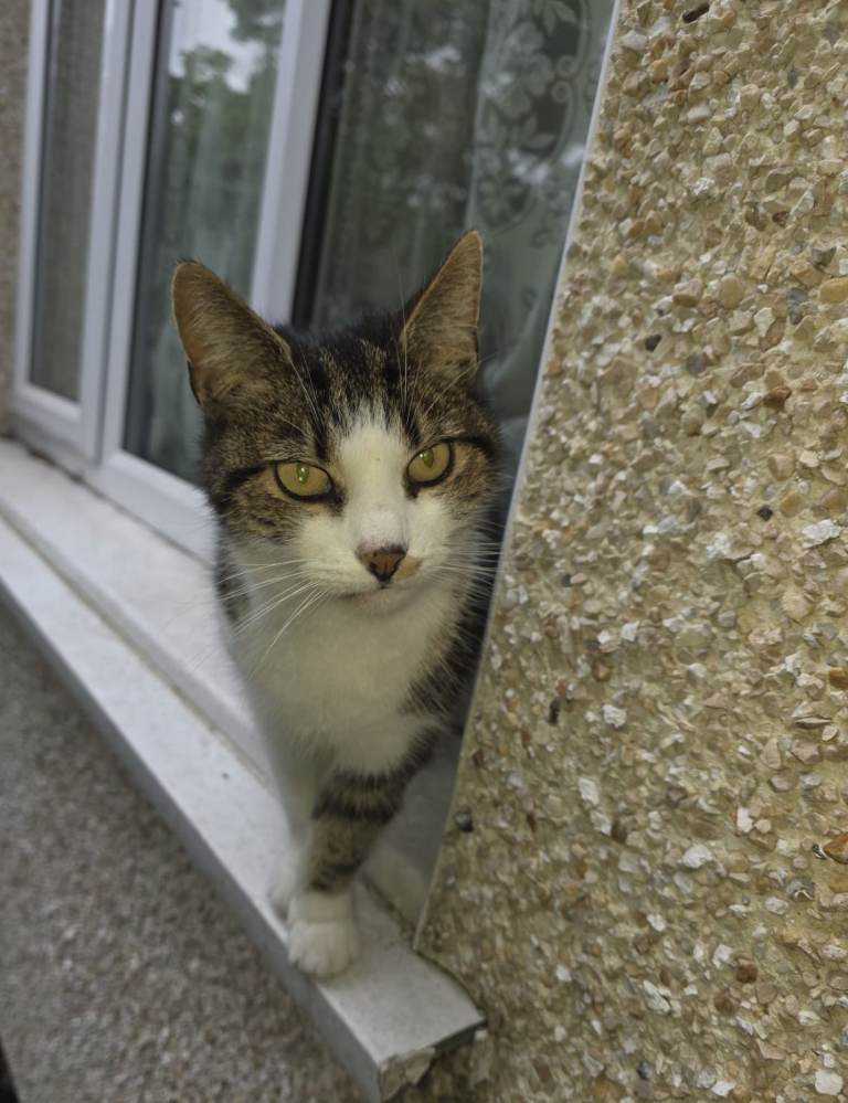  black and white tabby cat - friendly