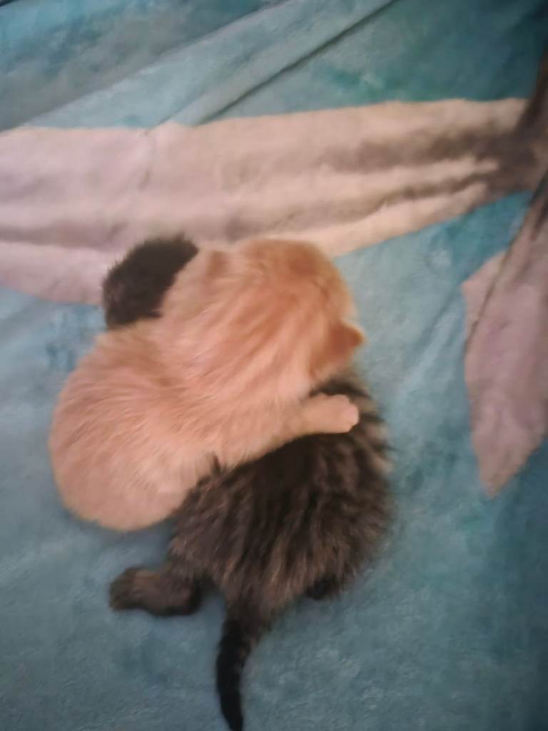 2 kittens i have both parents 