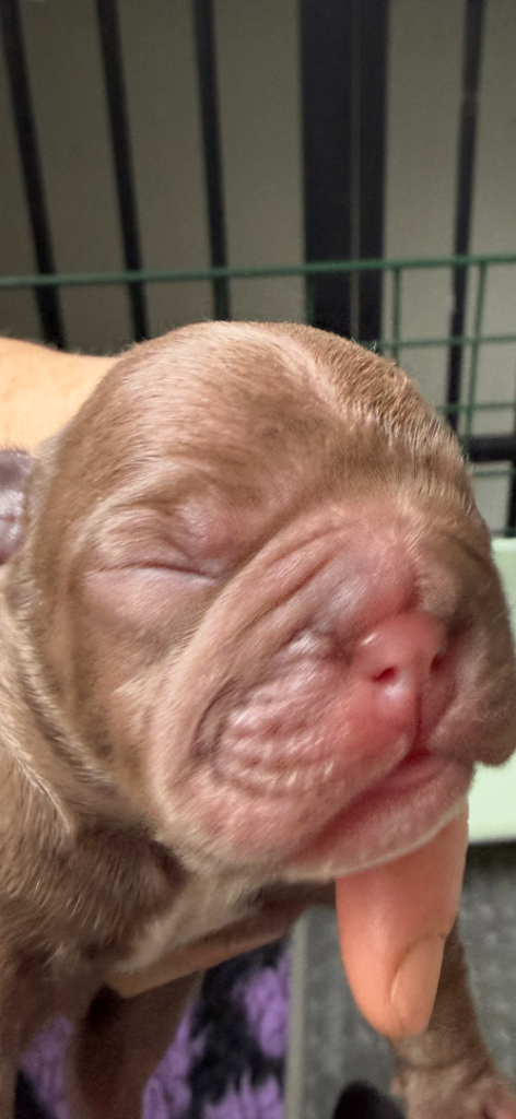 Amazing French Bulldog Puppies.
