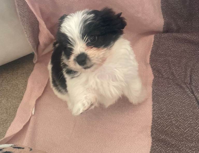 Maltese crossed
