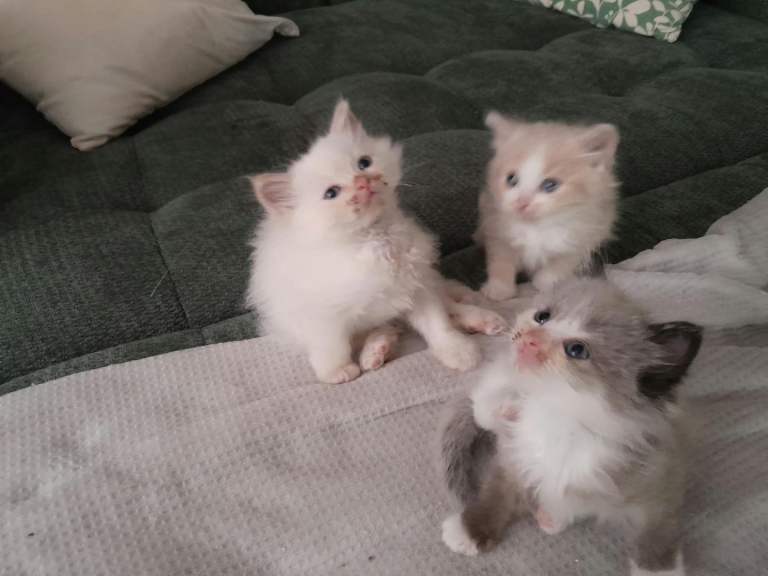 Amazing Ragdoll Kittens