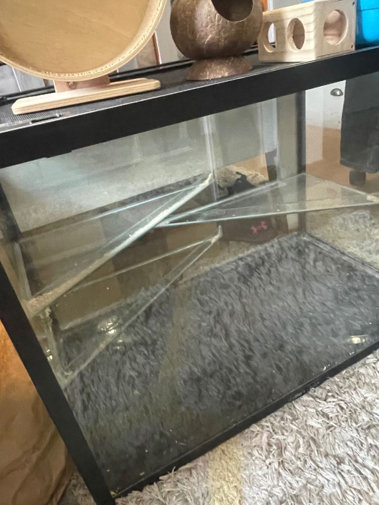 Gerbil Tank