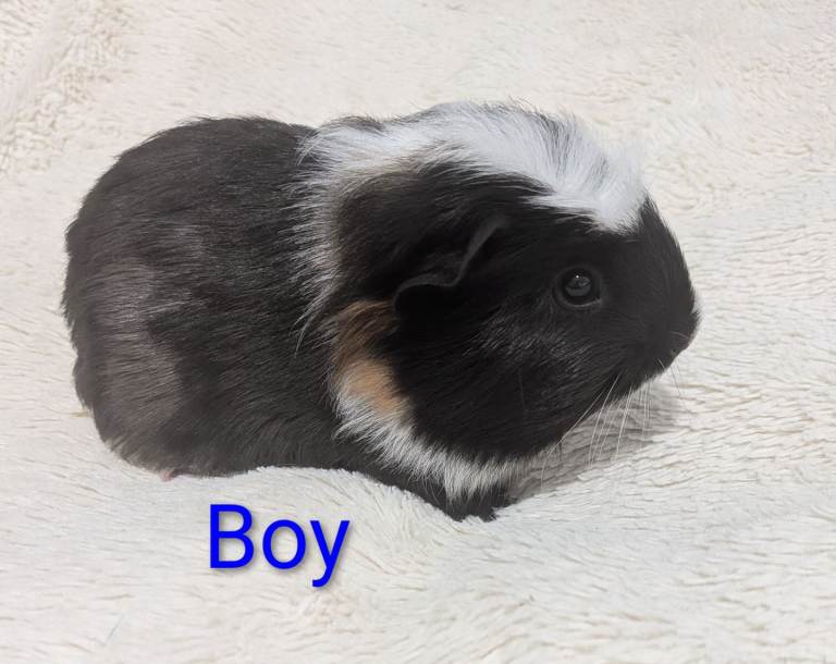 10 wk old baby male  guinea pigs
