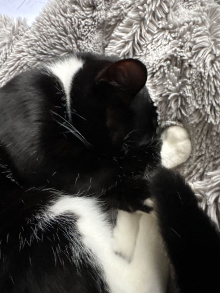 12 months kitten girl 