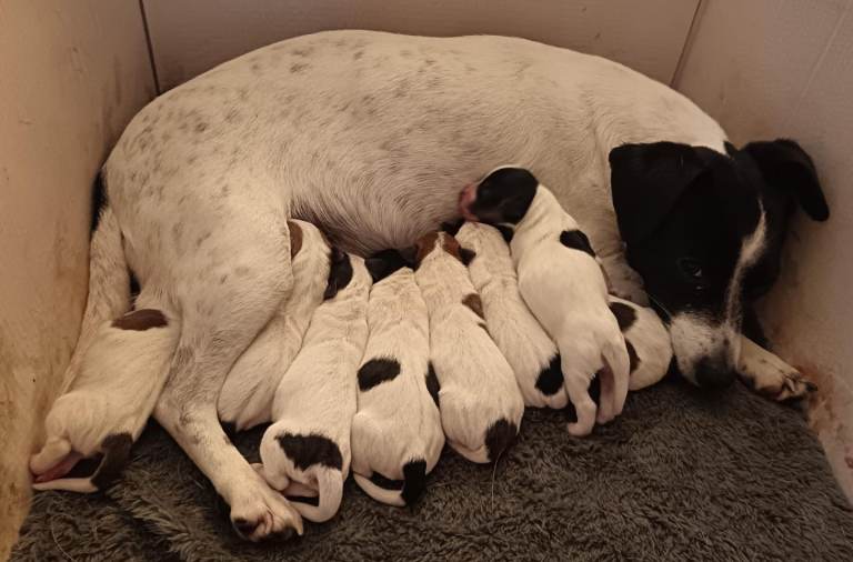 Jack Russell Puppies 