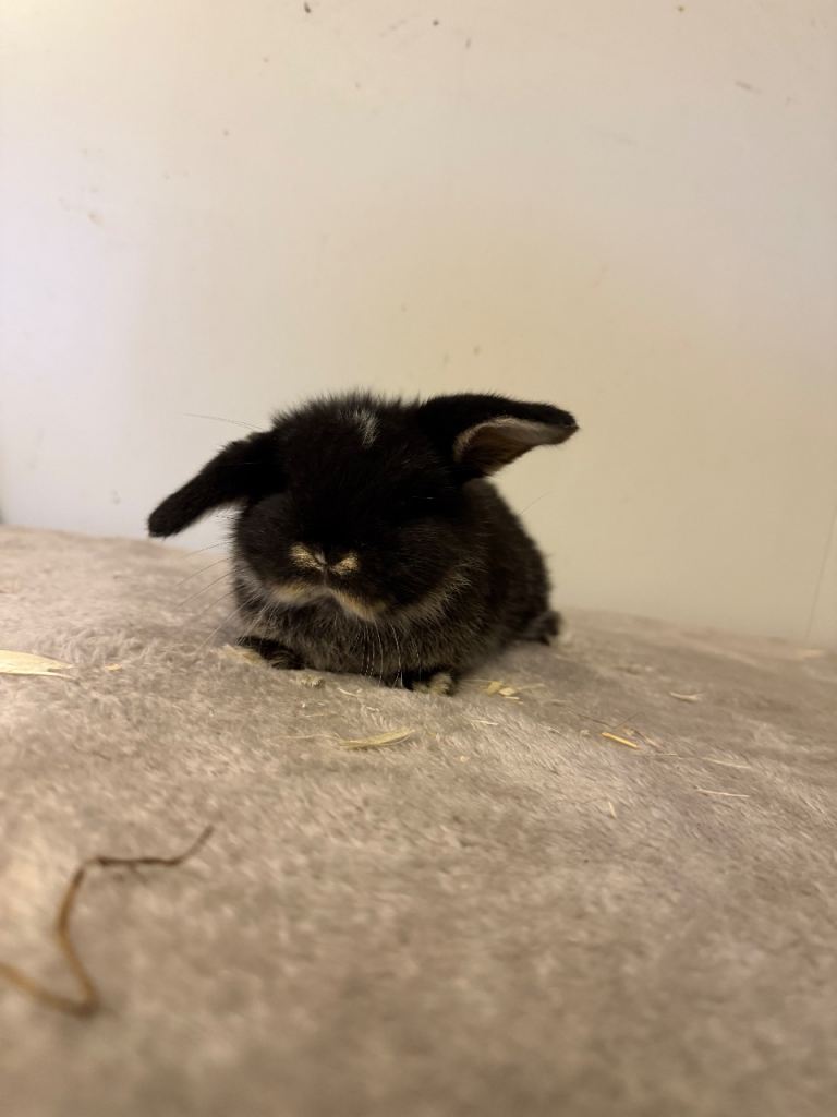 Pure breed mini lop rabbits for reserve 