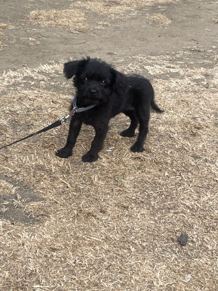 Puppy for sale 