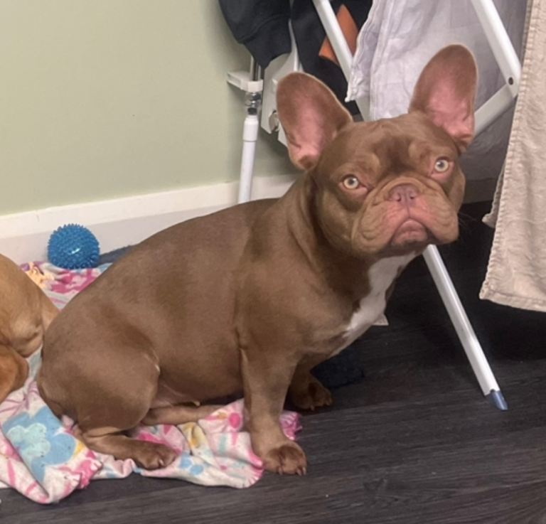 Female french bull dog