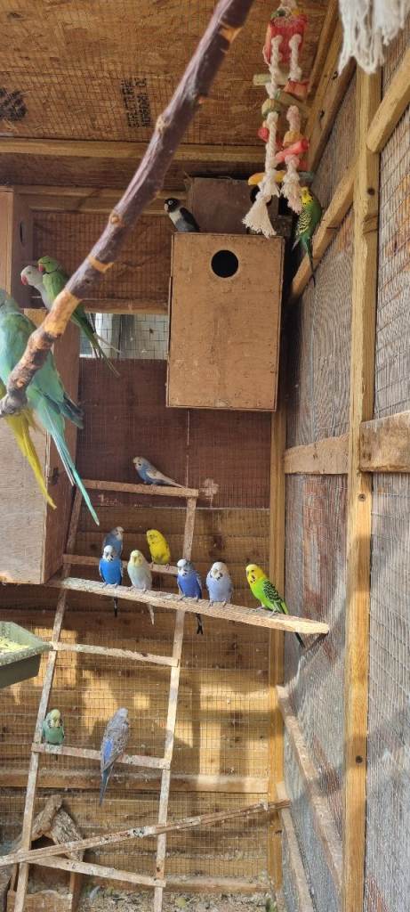 Colourful Budgies 
