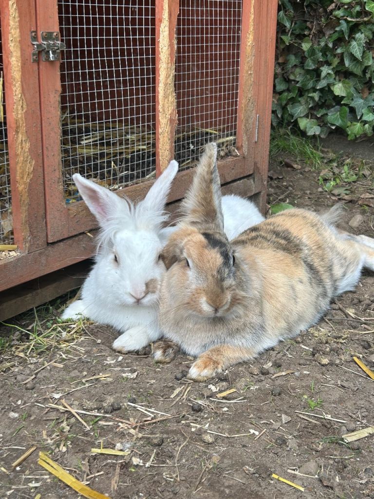 Rabbits for rehoming