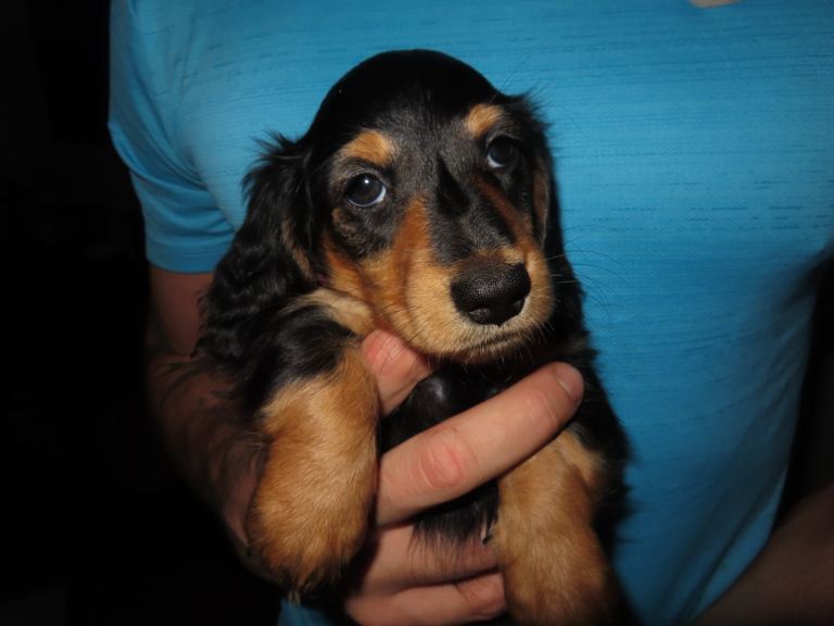 Our Last Little Lady – Black & Tan Miniature Long-Haired Dachshund 🐾