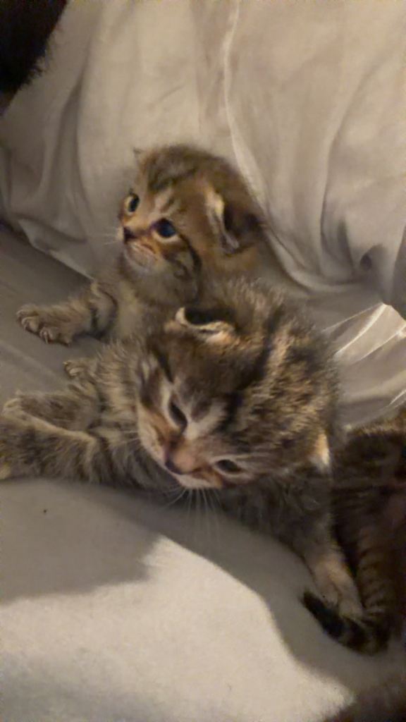 4 persian kittens 