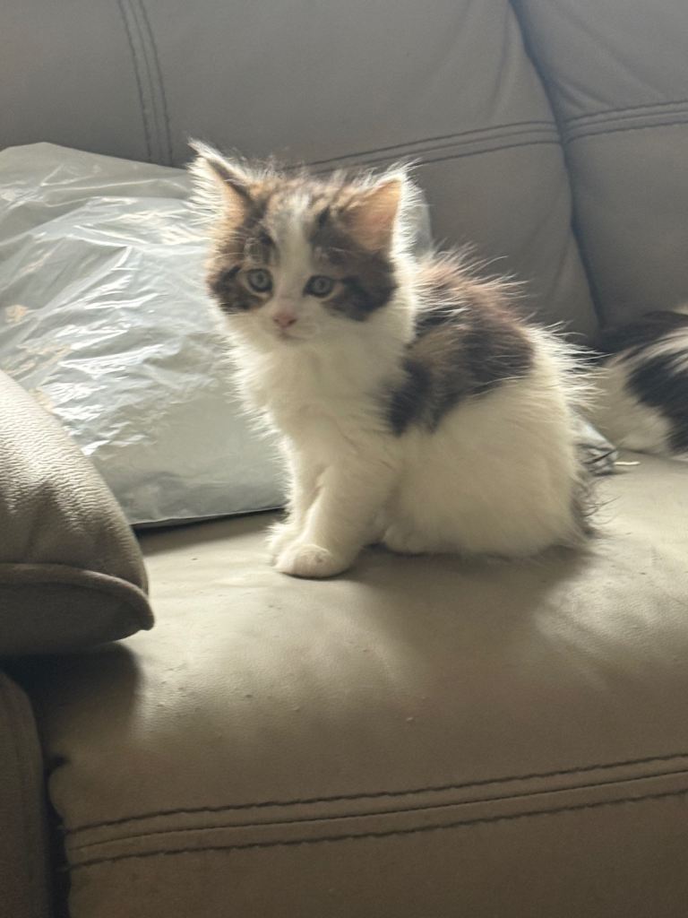 Bengal cross Maine coon 