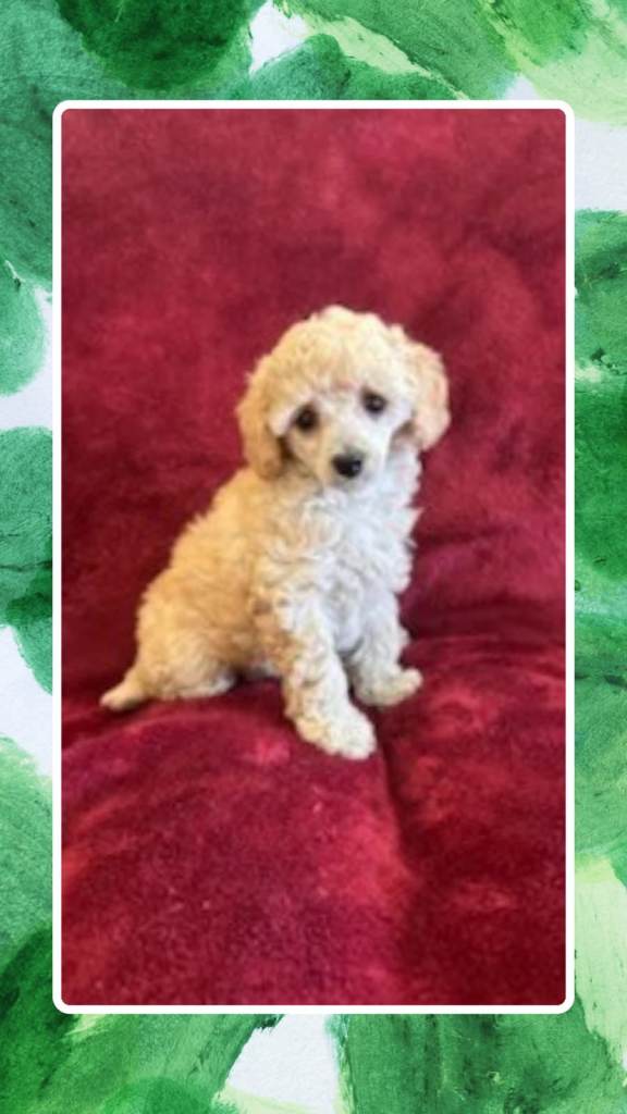 One 1left!! Ready Now kc reg extensively health checked toy poodle puppies 