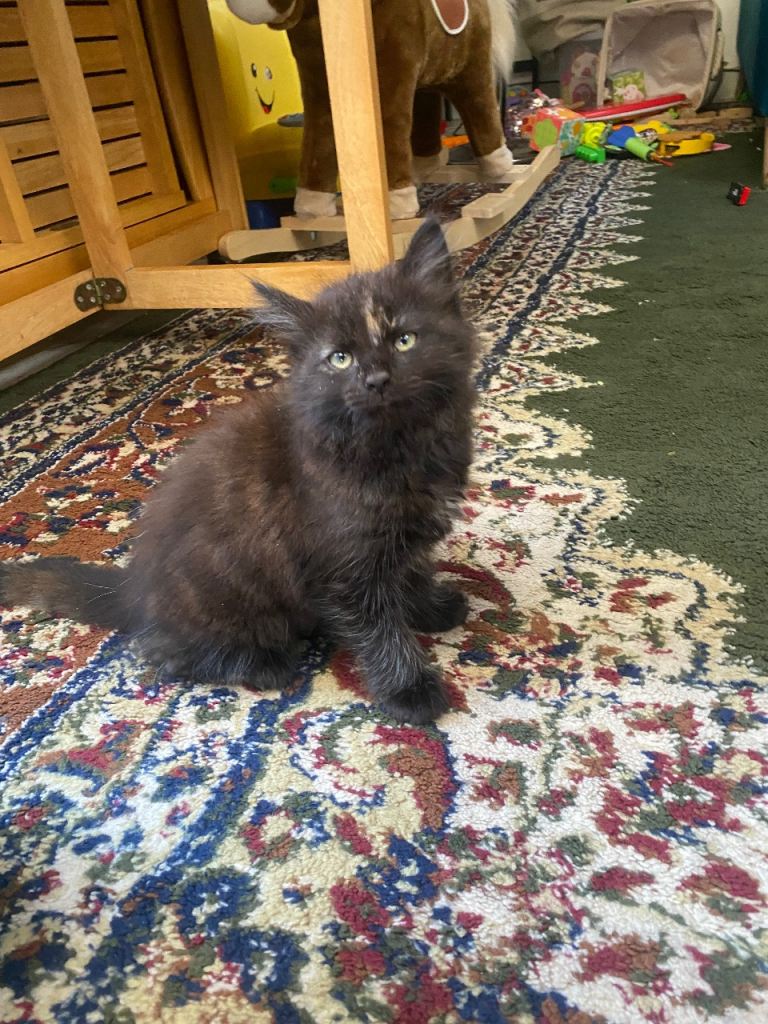 Adorable kittens for sale