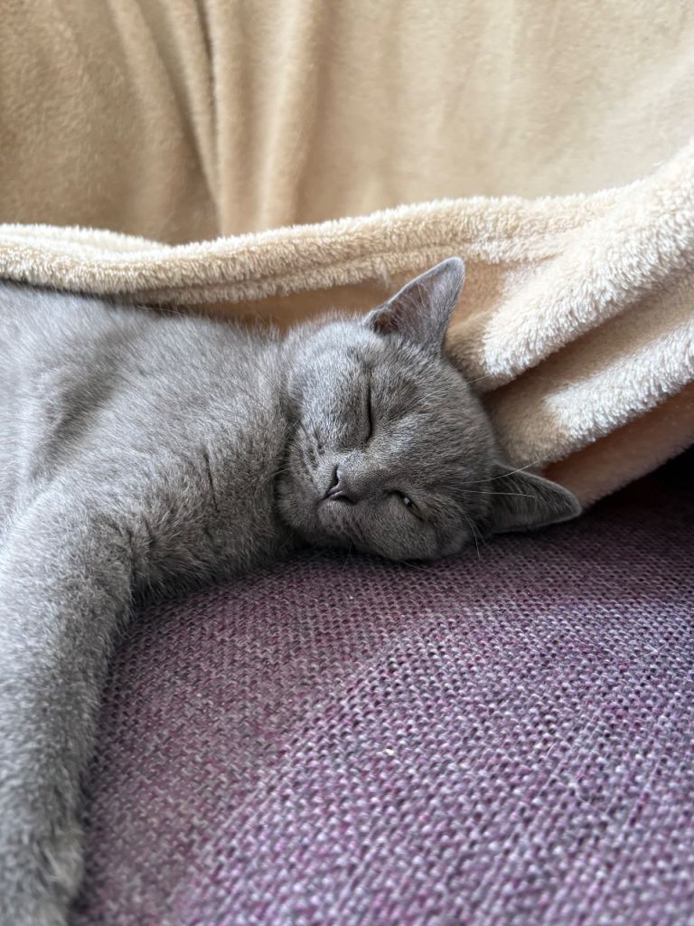 🐾 **BRITISH BLUE CATS – LOVING HOME NEEDED**