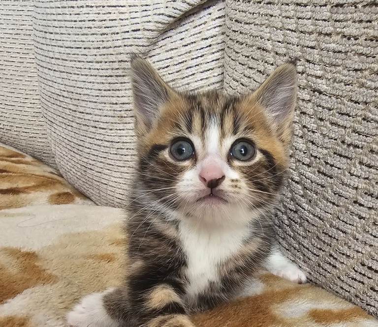 Kittens British shorthair mixed TABBY 