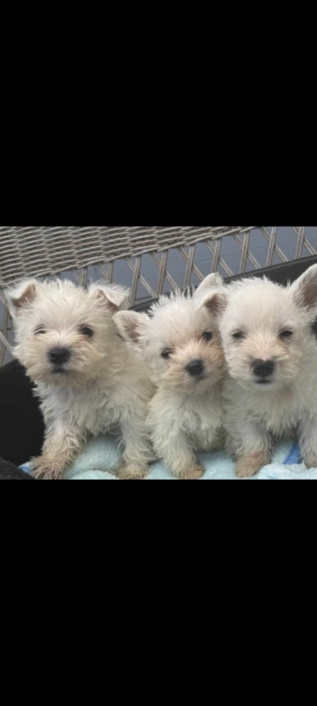 Westie Puppies