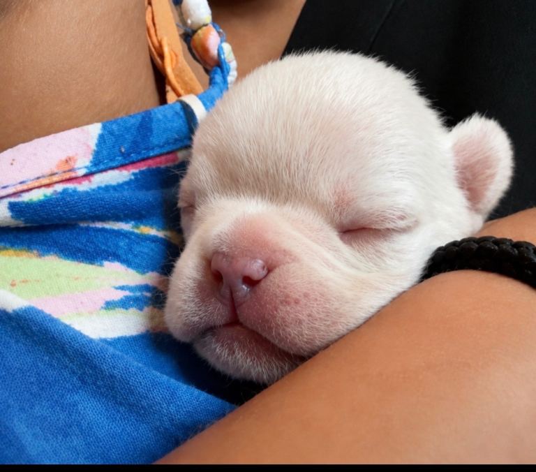 French bull dog puppy 🐶
