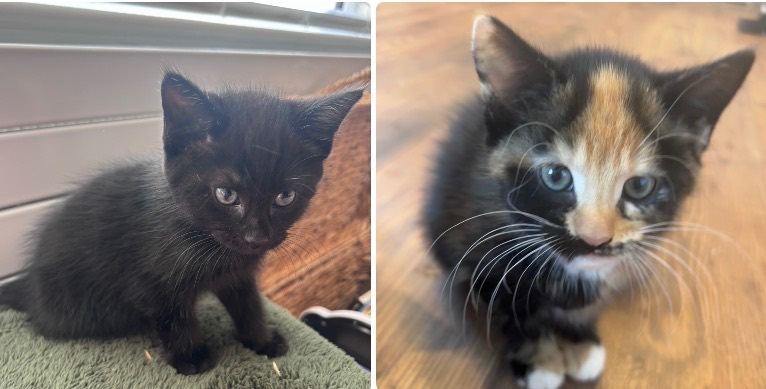 2 female kittens