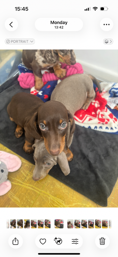 Last Stunning male miniature dachshund puppy looking fo forever home 