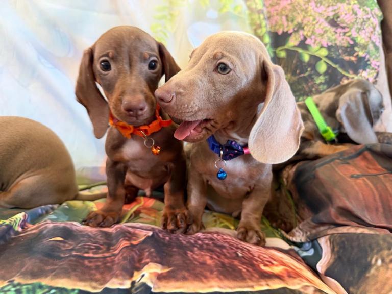  🐾❤️ Supreme miniature dachshund puppies 🫶🏻❤️💫 