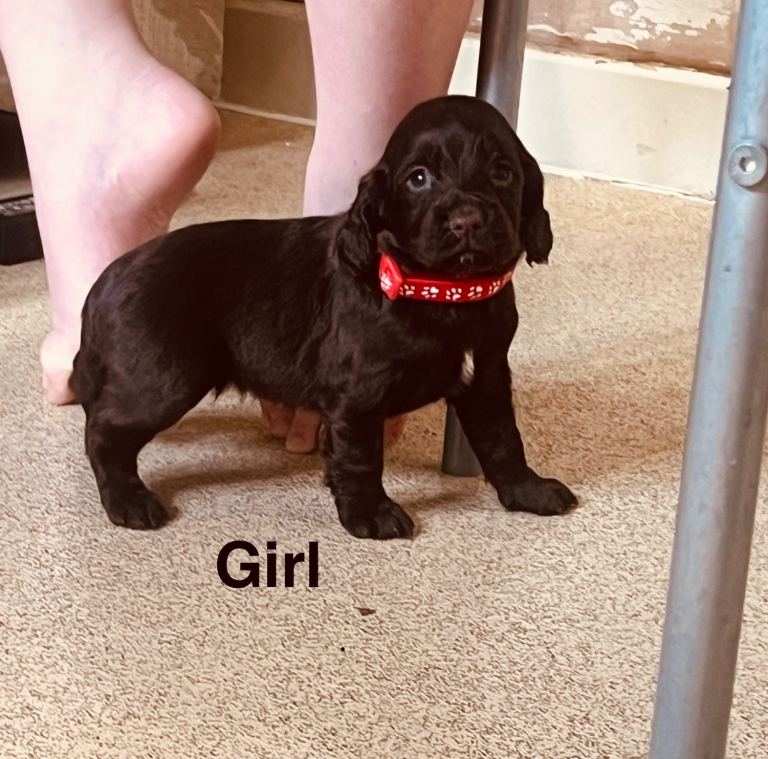 Kc Chocolate spaniel puppies