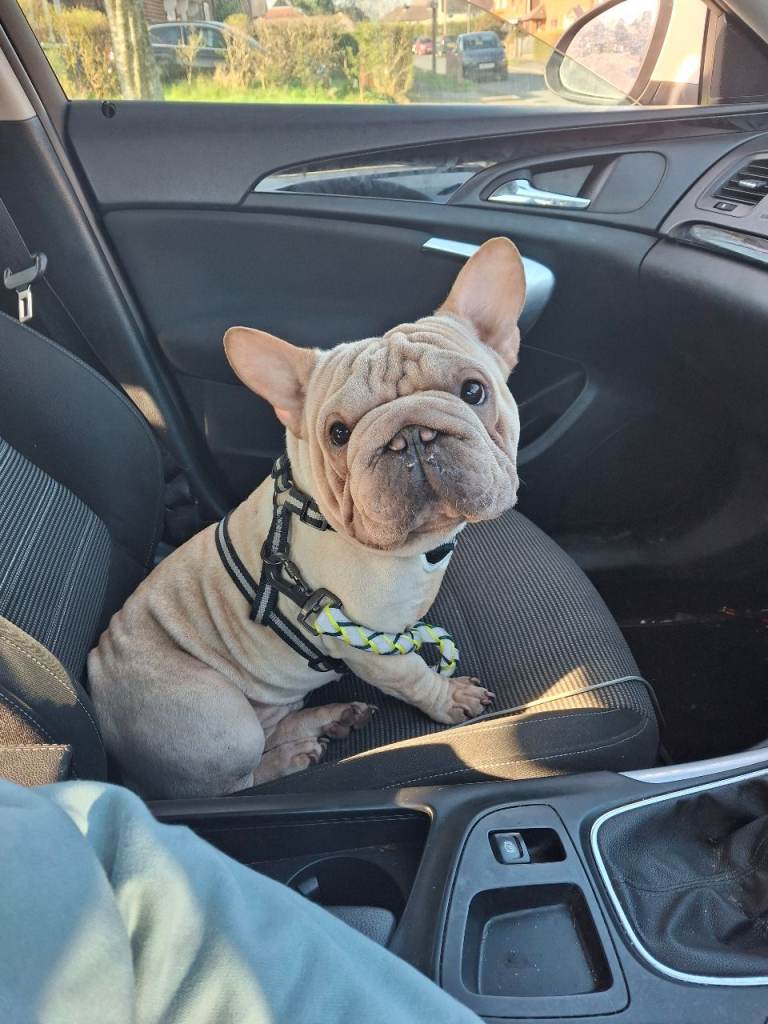 French bulldog male