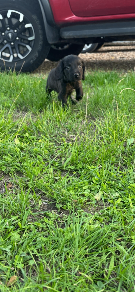 Beautiful cockapoo puppies ready to go 