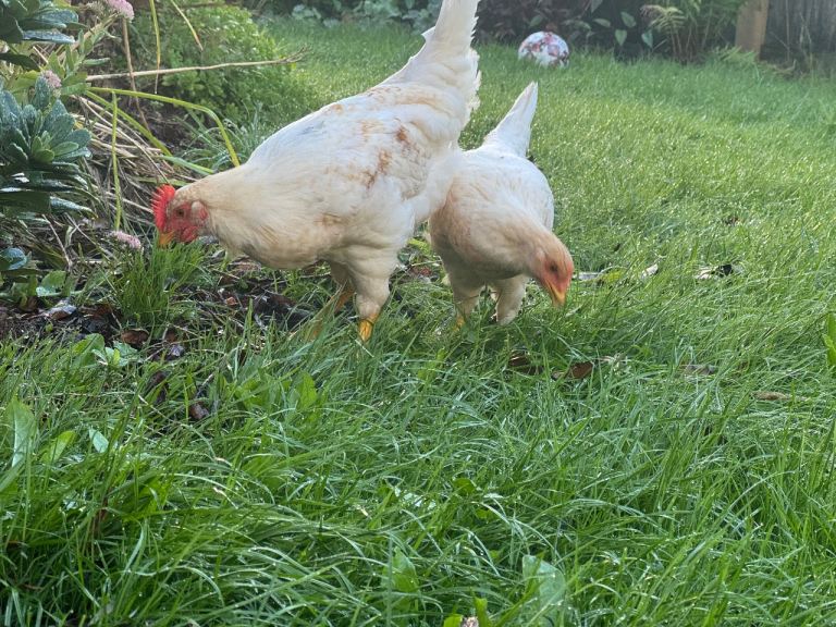 2 lovely chickens