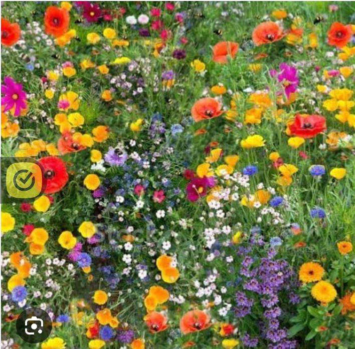 Wild flower and flower seeds for sale