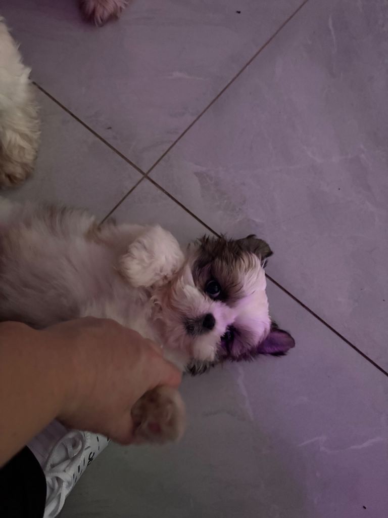 Shit zu puppy 