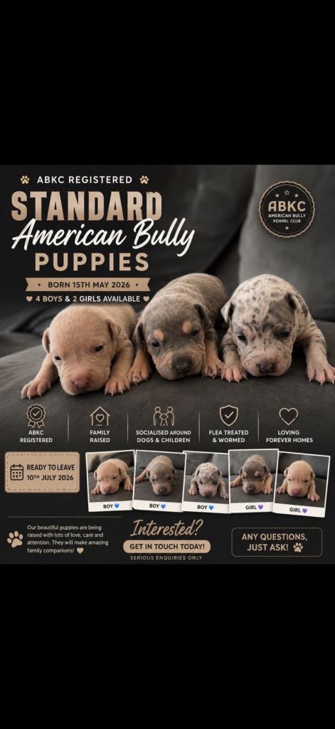 🐾ABKC AMERICAN STANDARD BULLIES🐾