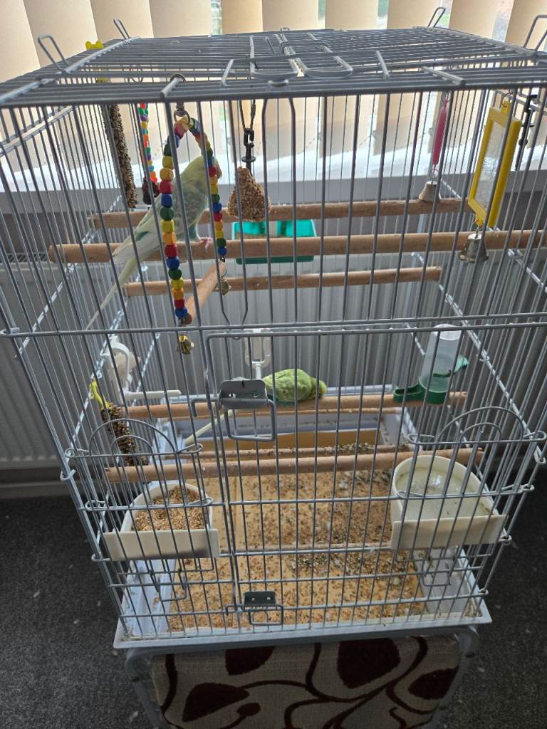 Budgies for rehoming