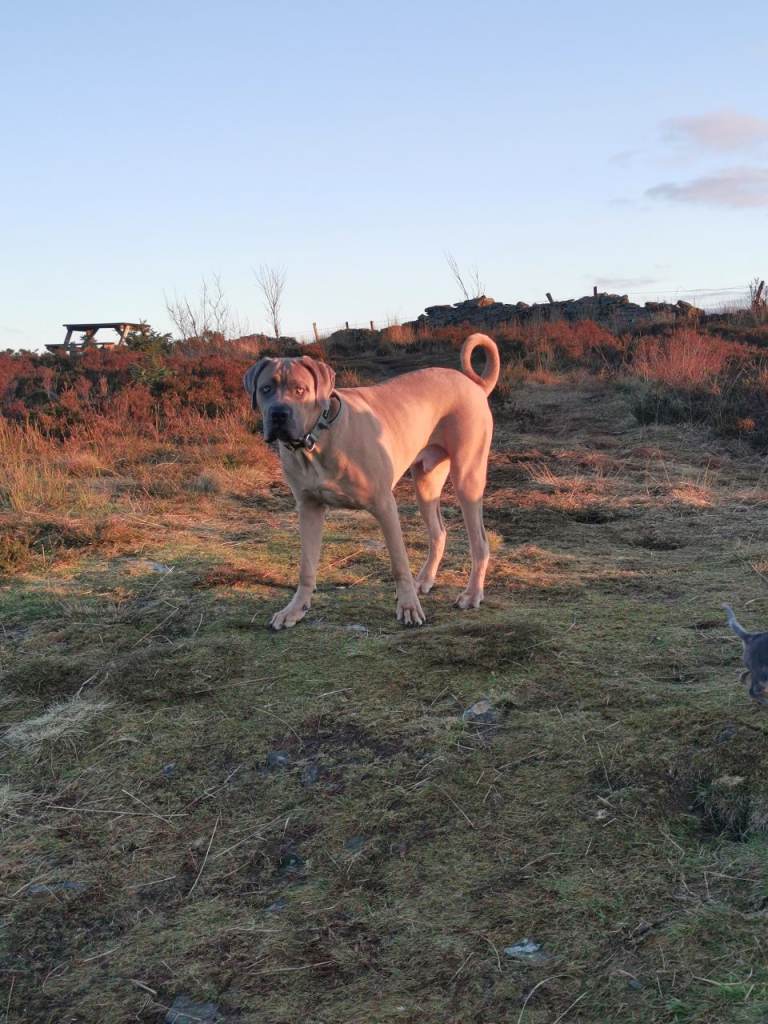 Older pup cane corso