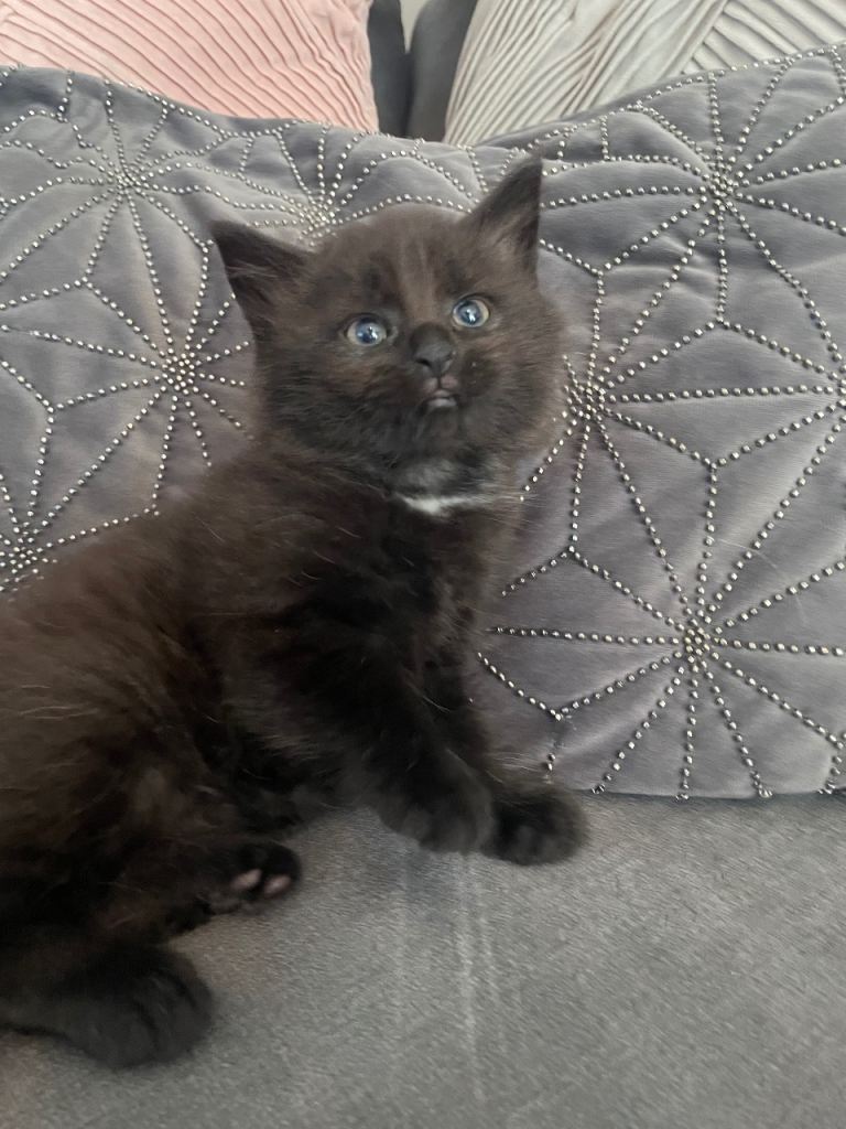 Gorgeous Fluffy Kittens - Ready Sunday