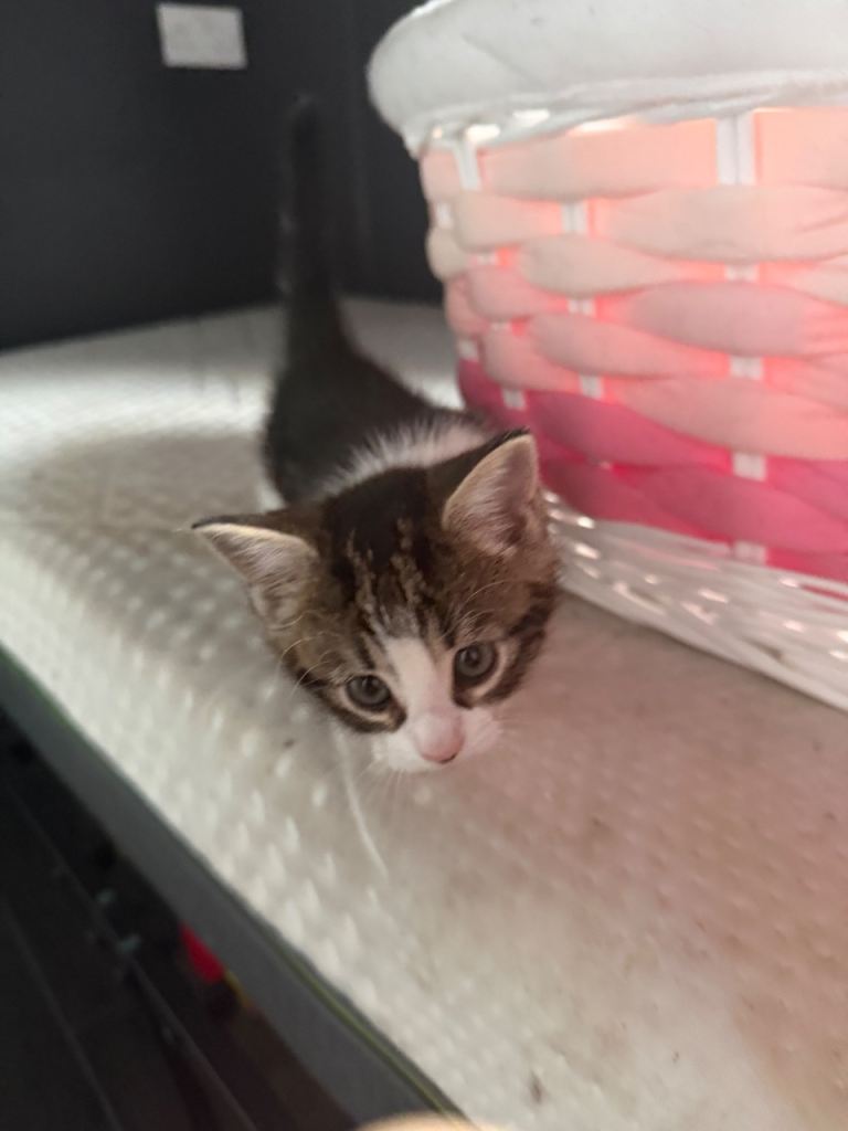 Beautiful kittens ready for forever homes 