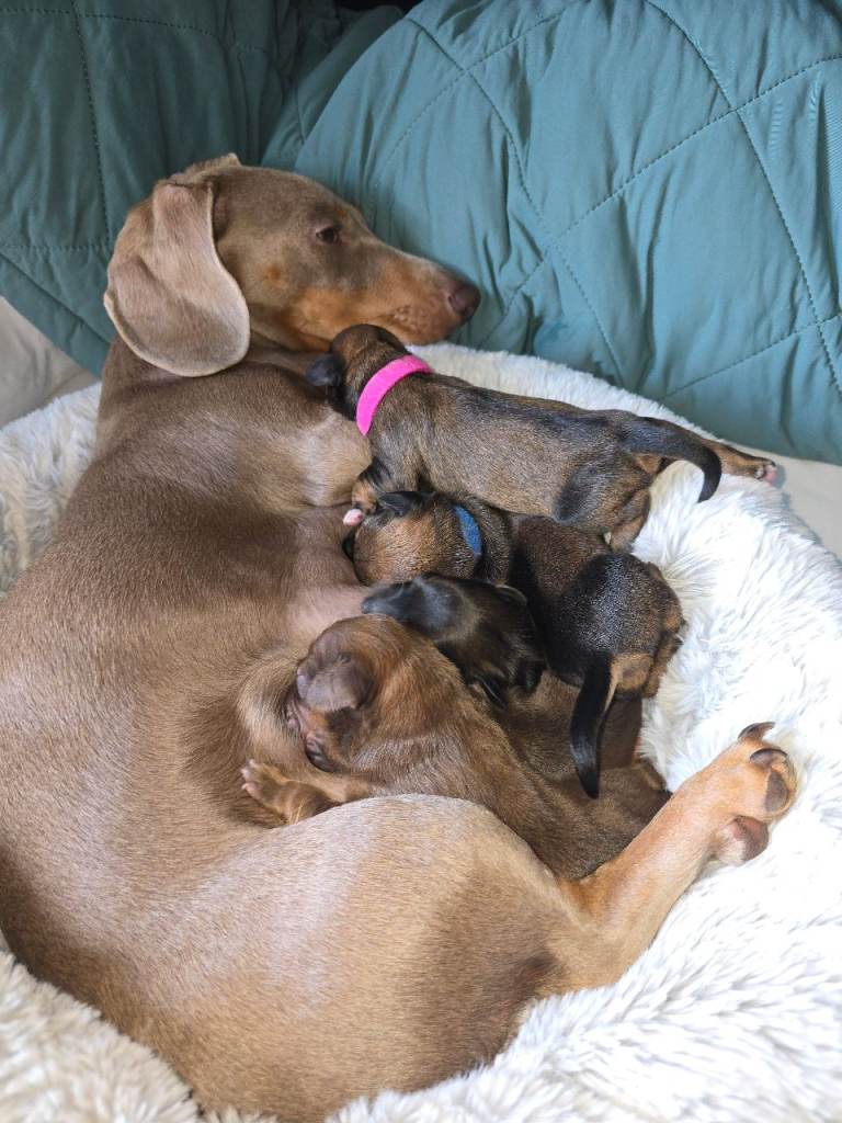 Mini Dachshund cross F1 Schion pups