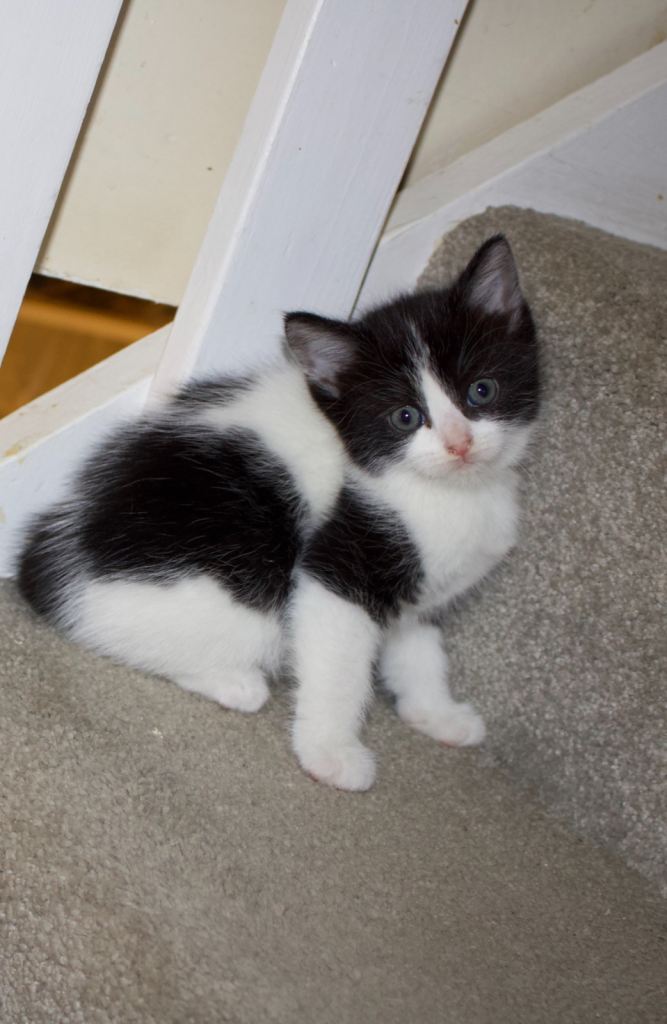  Adorable Black & White Kittens for Sale 
