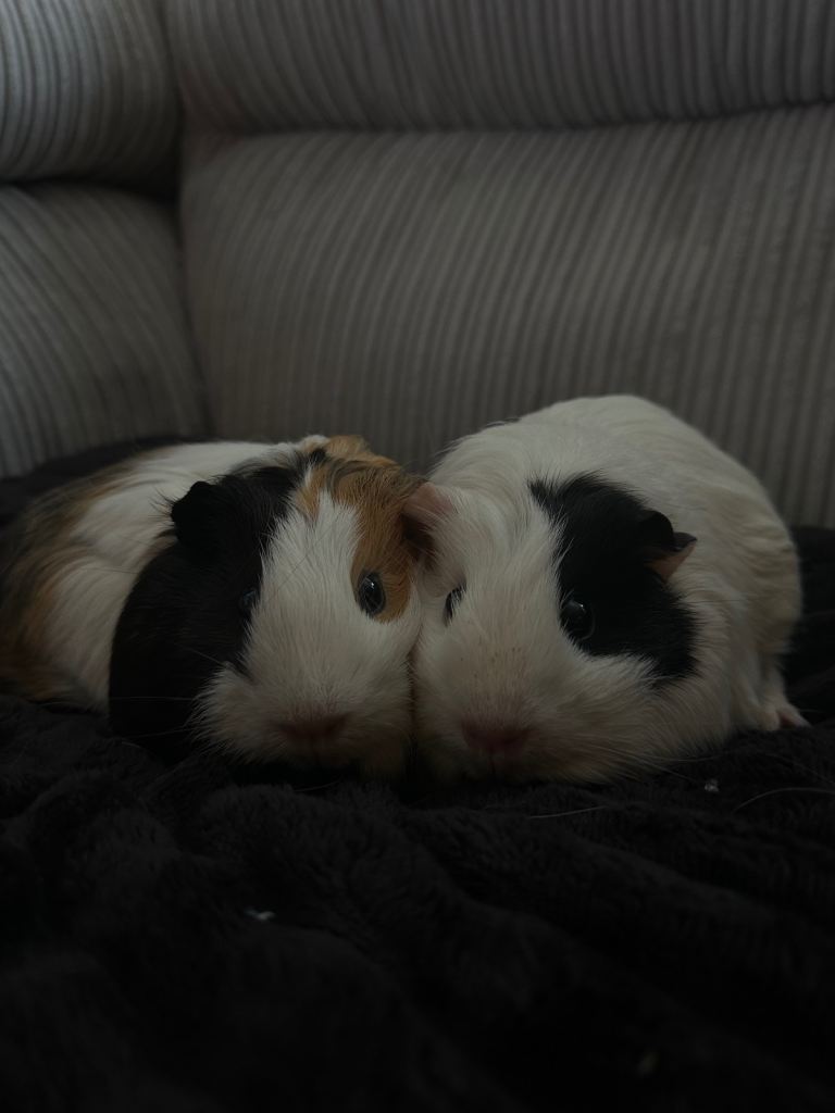 2x Male guinea pigs for sale