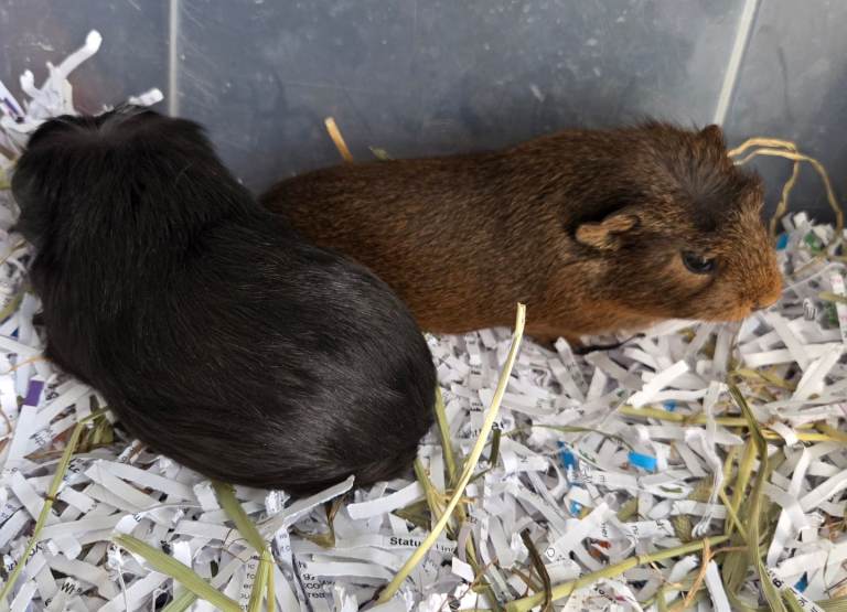 Baby boys/girls guinea pigs for sale 