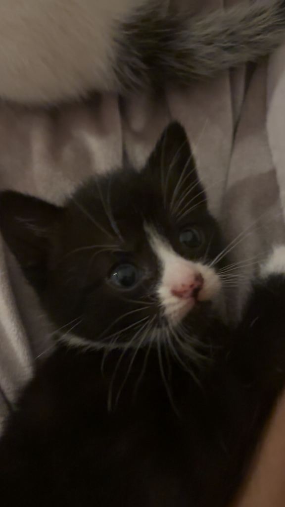Kittens for sale 