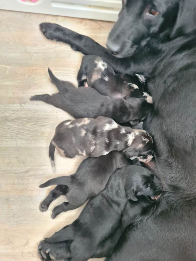 Dachsie dors